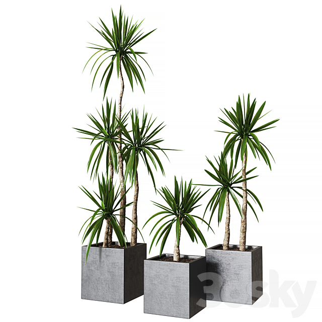 Yucca pot 01_Collection of plants 03 3ds Max - thumbnail 1