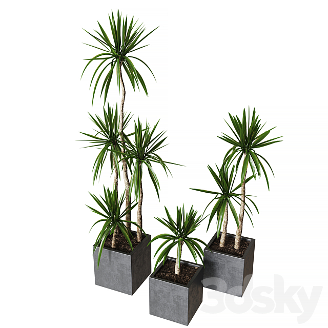 Yucca pot 01_Collection of plants 03 3ds Max - thumbnail 2