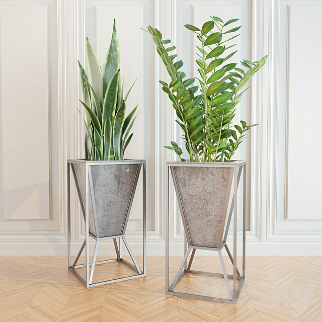 Zamioculcas _ sansevieriya 3DSMax File - thumbnail 1