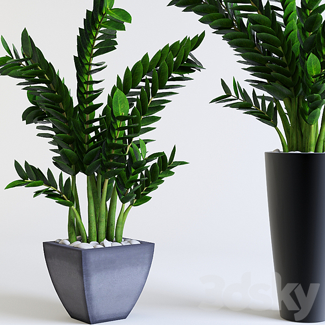 Zamioculcas Zamioculcas 3DSMax File - thumbnail 1