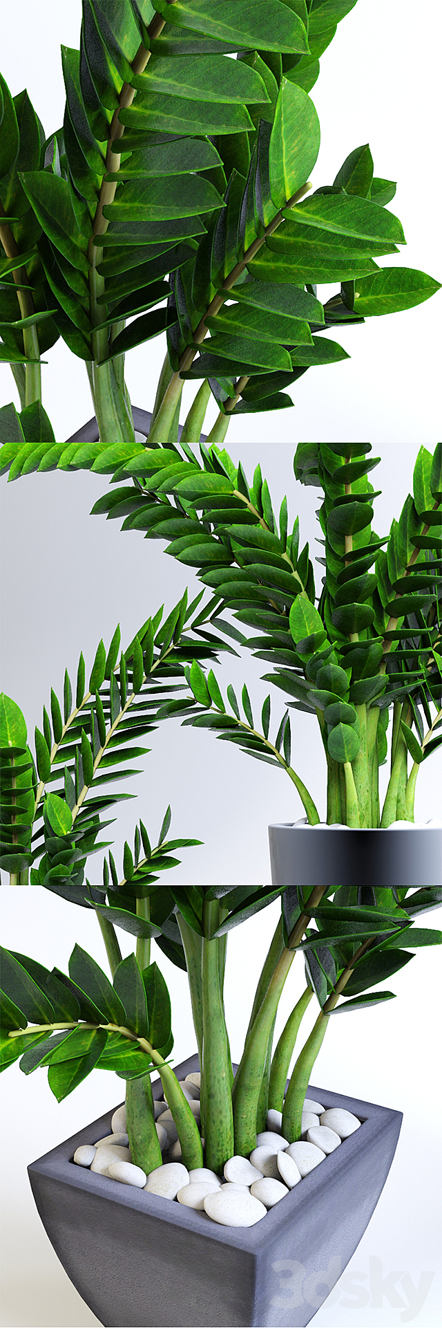 Zamioculcas Zamioculcas 3DSMax File - thumbnail 2