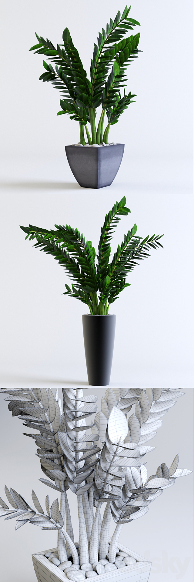 Zamioculcas Zamioculcas 3DSMax File - thumbnail 3