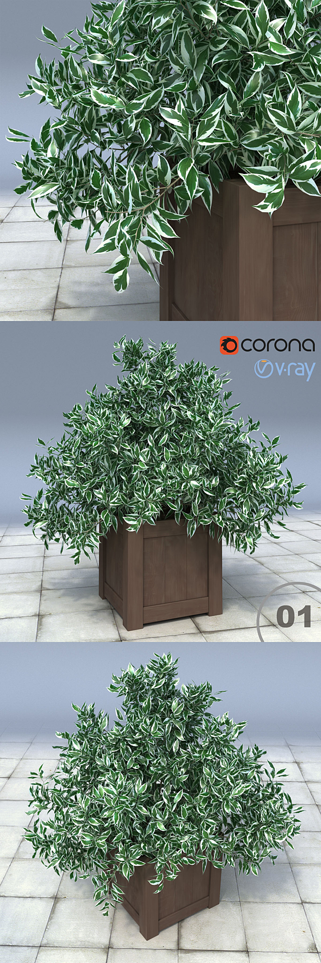 01 Euonymus bush in the tub _ Euonymus Silver Queen 3ds Max - thumbnail 1