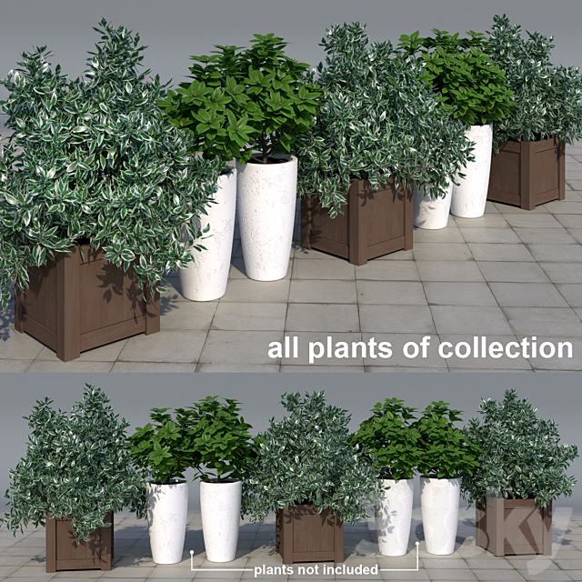 01 Euonymus bush in the tub _ Euonymus Silver Queen 3ds Max - thumbnail 3