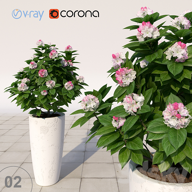 02 Rhododendron blossoming _ Rhododendron 3DSMax File - thumbnail 1