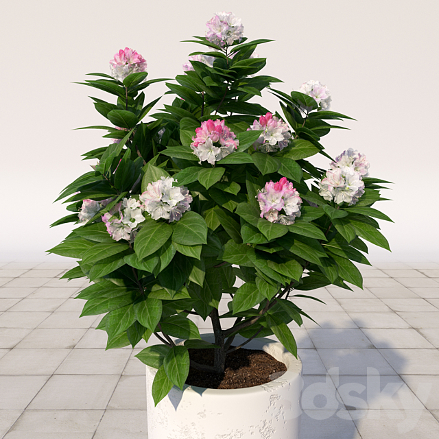 02 Rhododendron blossoming _ Rhododendron 3DSMax File - thumbnail 2