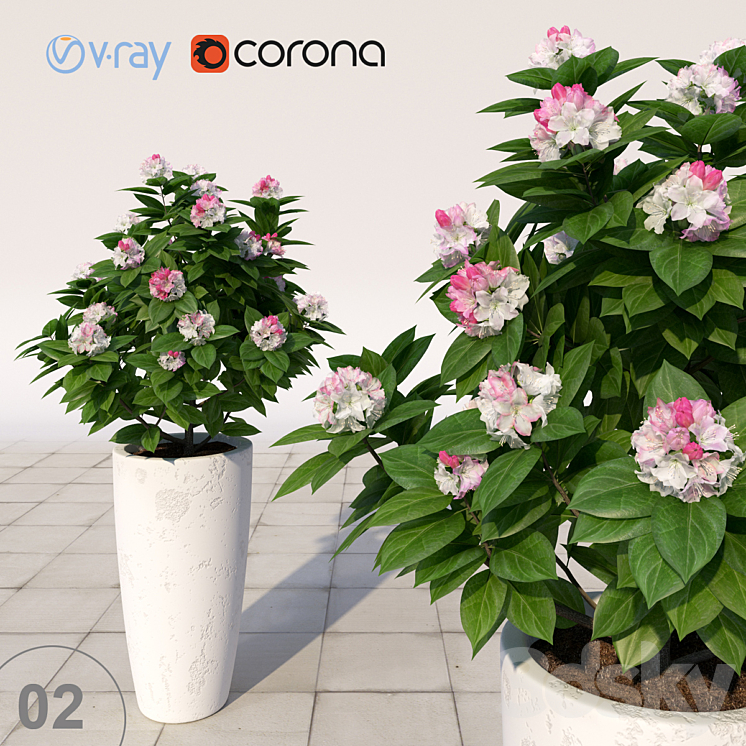 02 Rhododendron blossoming \/ Rhododendron 3DS Max - thumbnail 1