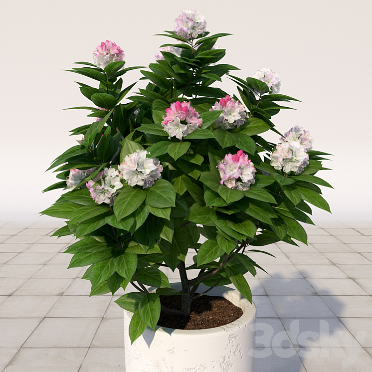 02 Rhododendron blossoming \/ Rhododendron 3DS Max - thumbnail 2