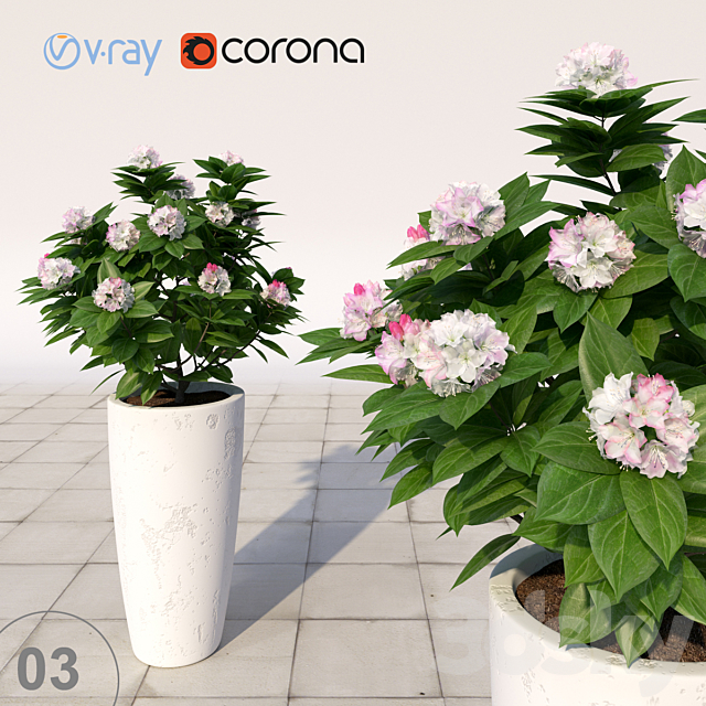 03 Rhododendron blossoming _ Rhododendron 3ds Max - thumbnail 1