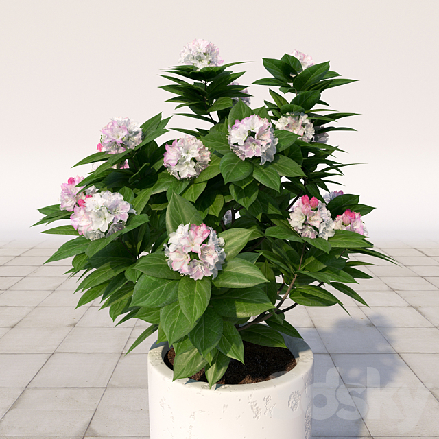 03 Rhododendron blossoming _ Rhododendron 3ds Max - thumbnail 2