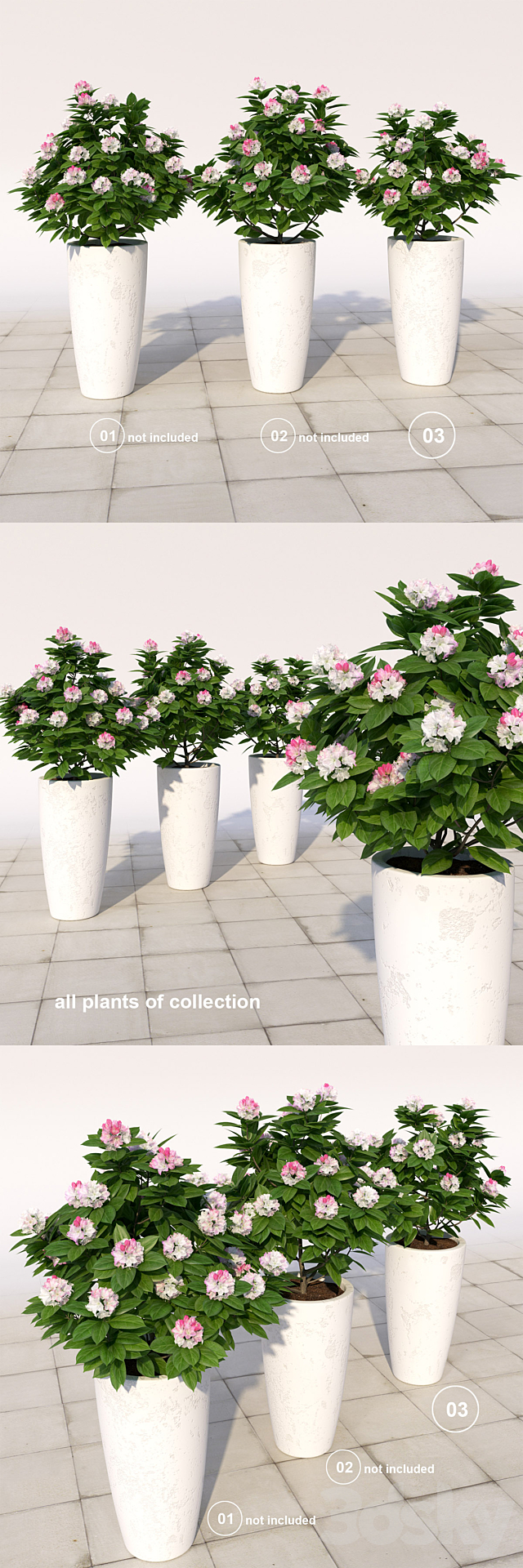 03 Rhododendron blossoming _ Rhododendron 3ds Max - thumbnail 3