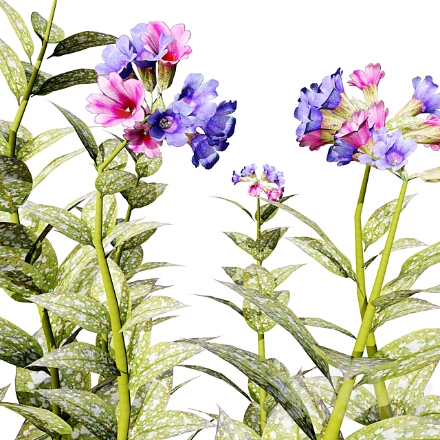 4 Season Lungwort flowers 3ds Max - thumbnail 2