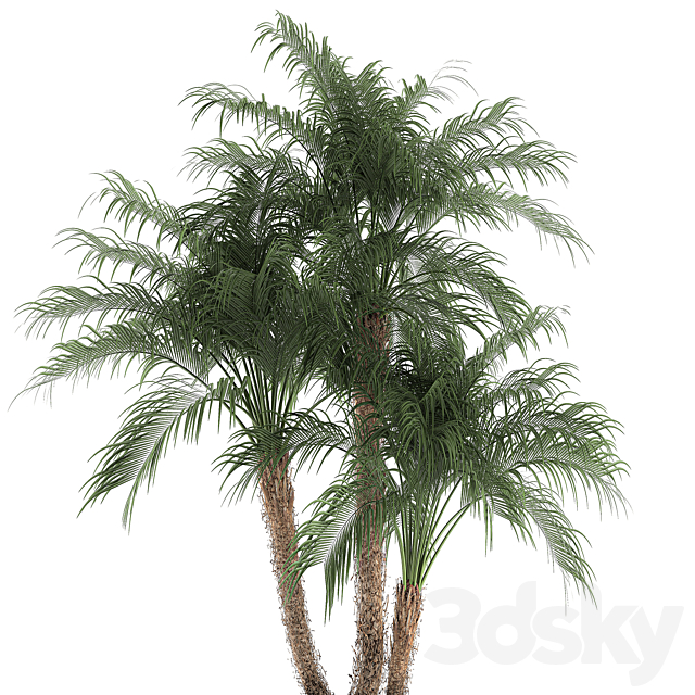 A beautiful lush small decorative palm tree in a box with a Robelin date palm thickets. Set 621. 3DS Max Model - thumbnail 2