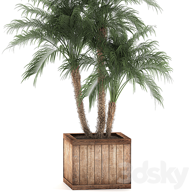 A beautiful lush small decorative palm tree in a box with a Robelin date palm thickets. Set 621. 3DS Max Model - thumbnail 3