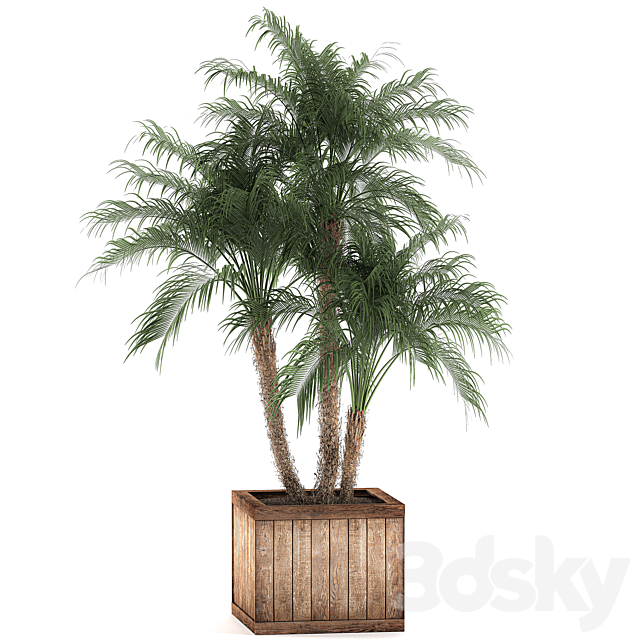 A beautiful lush small decorative palm tree in a box with a Robelin date palm thickets. Set 621. 3DS Max Model - thumbnail 4