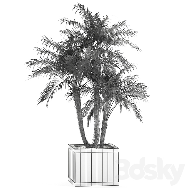 A beautiful lush small decorative palm tree in a box with a Robelin date palm thickets. Set 621. 3DS Max Model - thumbnail 5