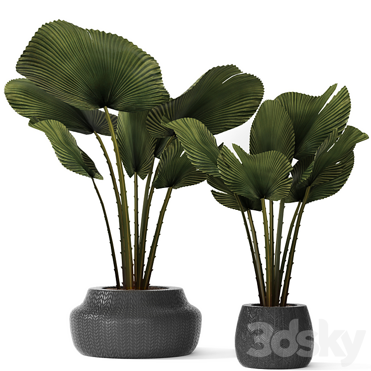A collection of palms in pots 3. likuala palm tree flower pot bush 3DS Max Model - thumbnail 3