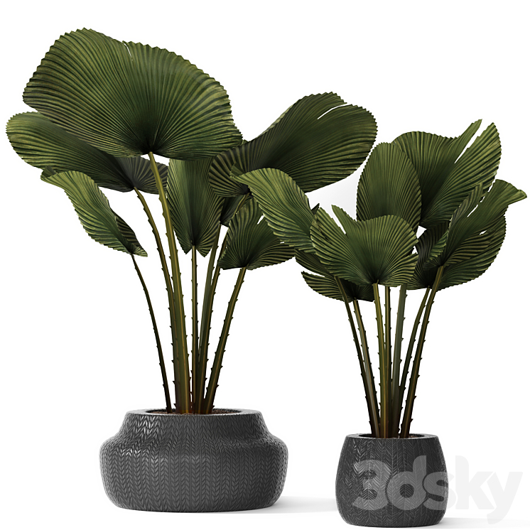 A collection of palms in pots 3. likuala palm tree flower pot bush 3DS Max - thumbnail 1