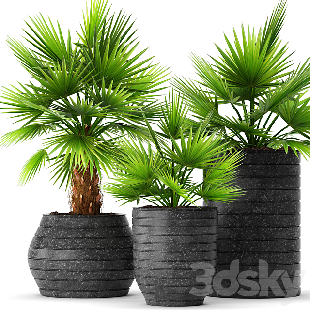 A collection of palms in pots palm tree chamerops pot bush flowerpot decorative 3ds Max - thumbnail 1