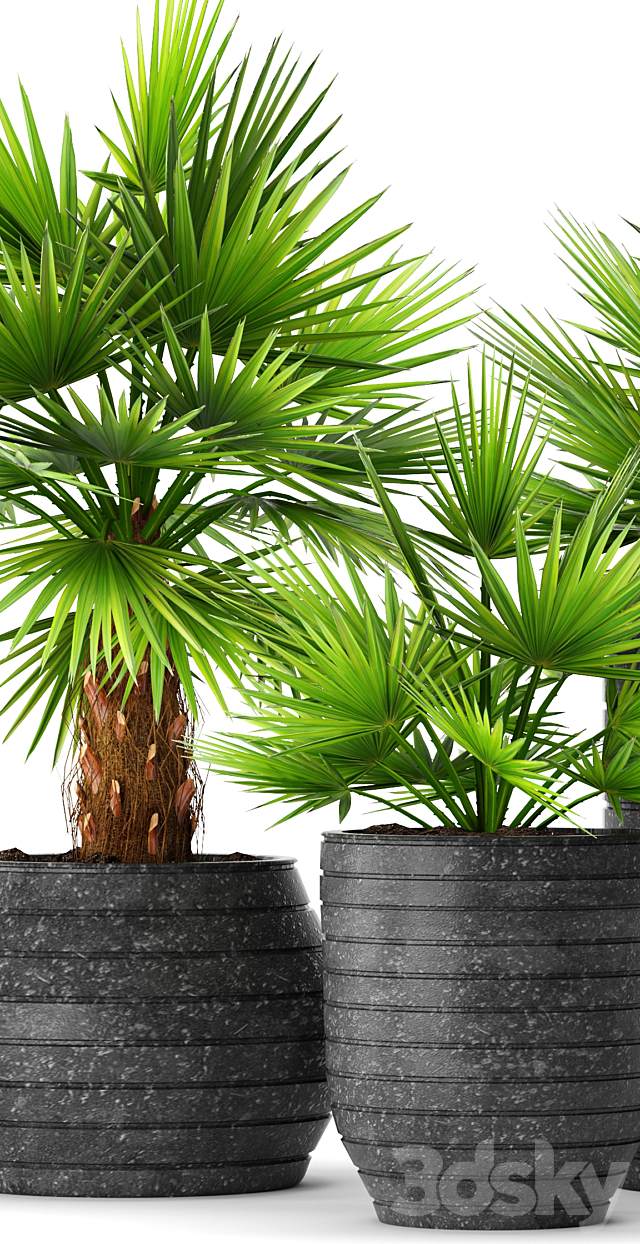 A collection of palms in pots palm tree chamerops pot bush flowerpot decorative 3ds Max - thumbnail 2