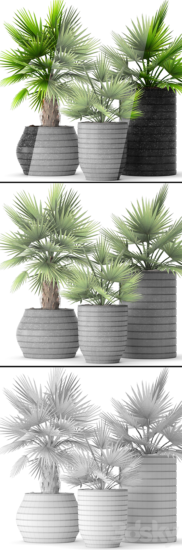 A collection of palms in pots palm tree chamerops pot bush flowerpot decorative 3ds Max - thumbnail 3