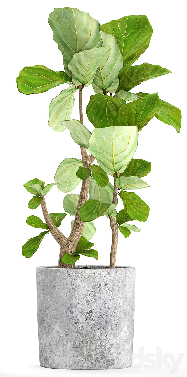 A collection of plants in pots 39. Ficus Ficus lyrata pot concrete ornamental tree indoor interior 3DS Max Model - thumbnail 2