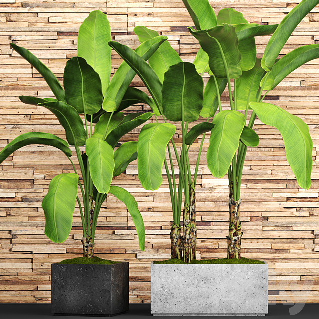 A collection of plants in pots. 46. Banana palm. strelitzia. bush. thicket. plank wall. tropical plants. exotic. outdoor 3DSMax File - thumbnail 1