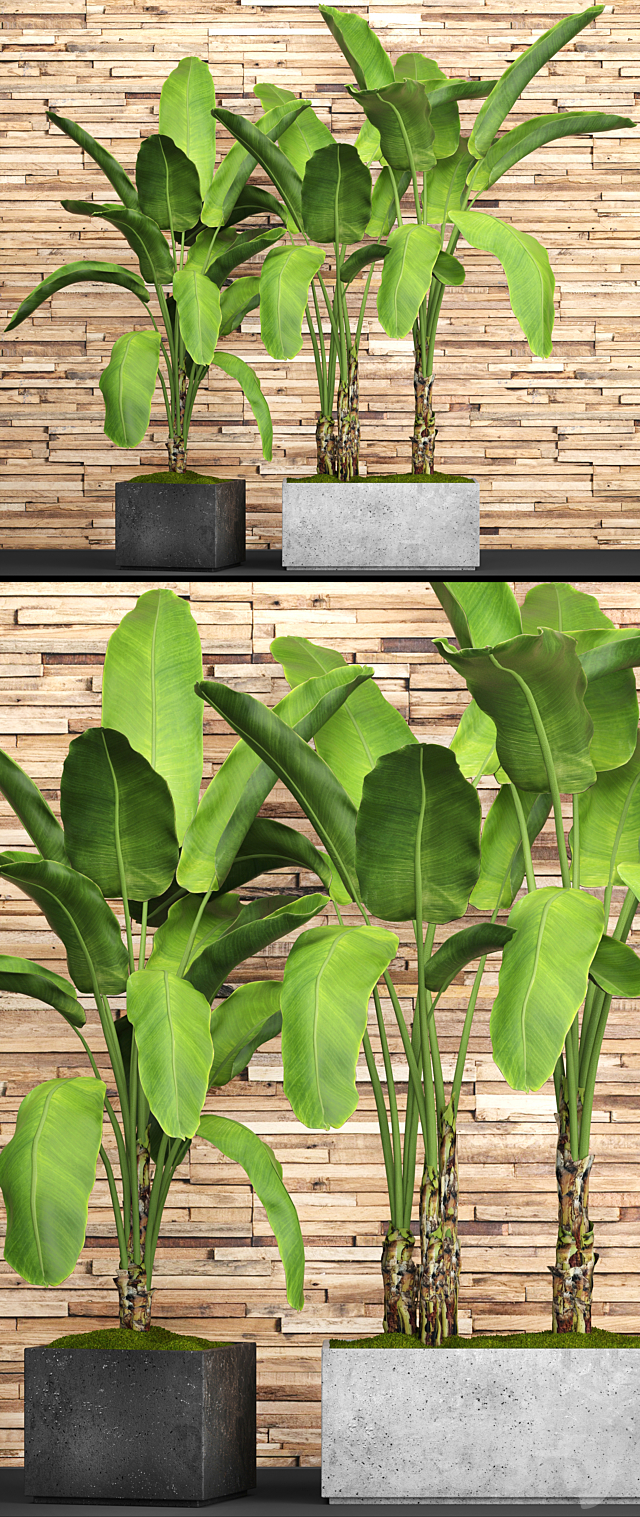 A collection of plants in pots. 46. Banana palm. strelitzia. bush. thicket. plank wall. tropical plants. exotic. outdoor 3DSMax File - thumbnail 2