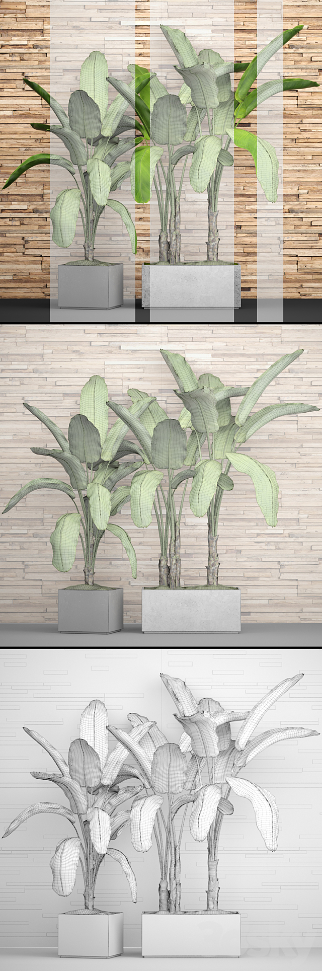 A collection of plants in pots. 46. Banana palm. strelitzia. bush. thicket. plank wall. tropical plants. exotic. outdoor 3DSMax File - thumbnail 3