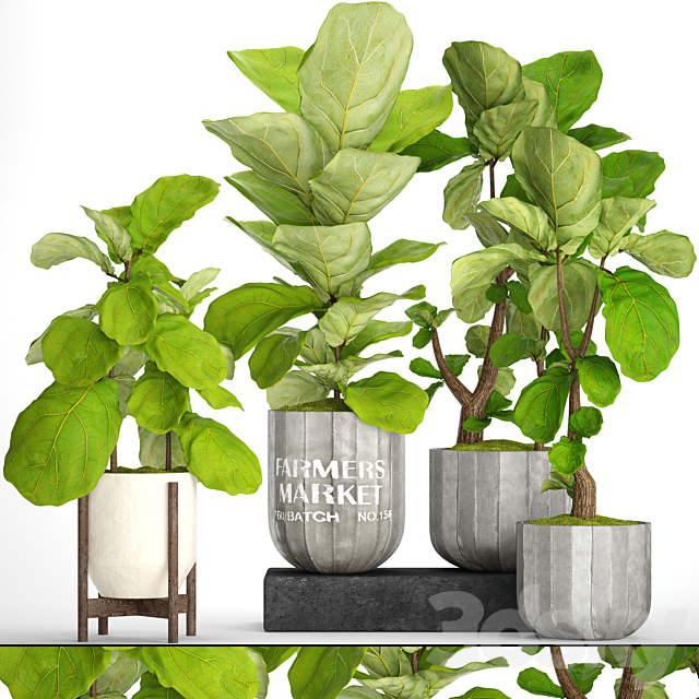 A collection of plants in pots. 53. decorative tree bush ficus lyrata indoor interior concrete outdoor bush 3ds Max - thumbnail 1