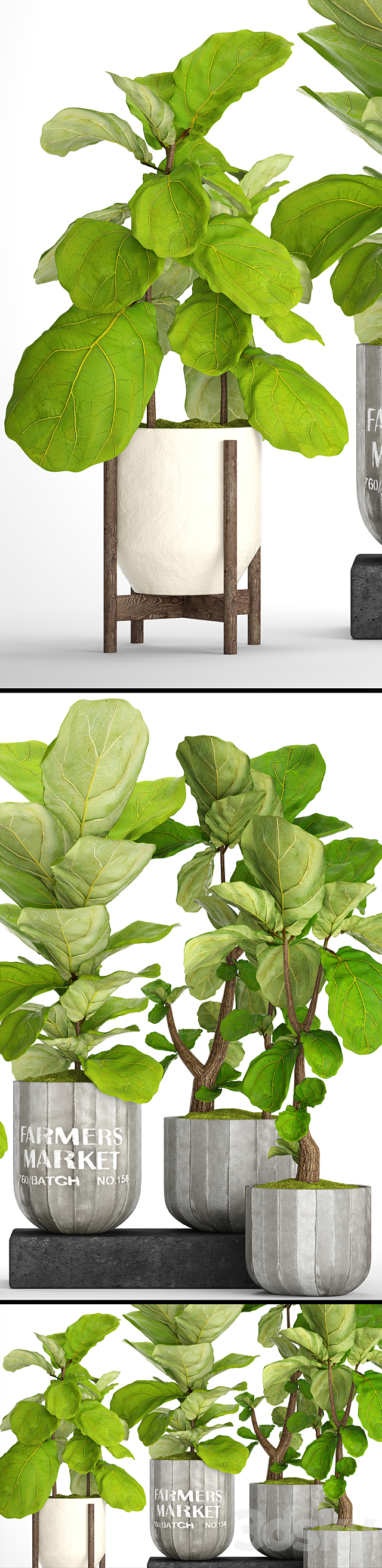 A collection of plants in pots. 53. decorative tree bush ficus lyrata indoor interior concrete outdoor bush 3ds Max - thumbnail 2