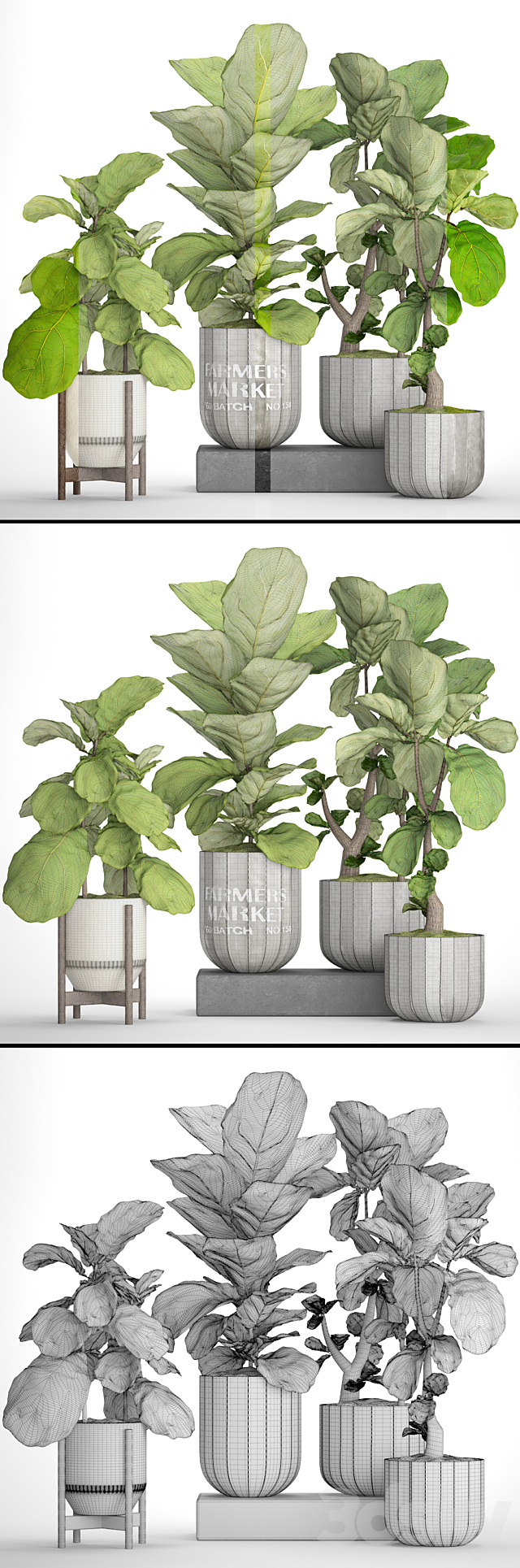 A collection of plants in pots. 53. decorative tree bush ficus lyrata indoor interior concrete outdoor bush 3ds Max - thumbnail 3