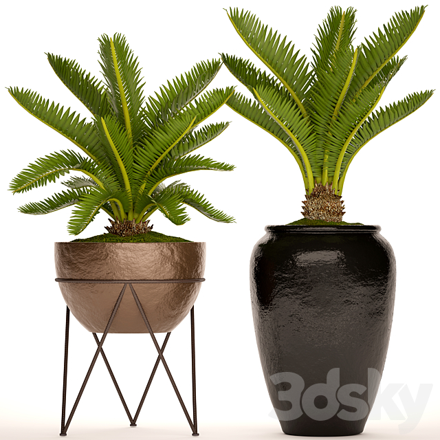 A collection of plants in pots. 54 Cycas cycad pot flowerpot bush outdoor decorative 3ds Max - thumbnail 1