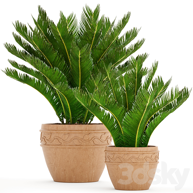 A collection of plants in pots. 71. Cycas cycad cycas palm tree bush clay pot clinker outdoor flowerpot landscaping 3ds Max - thumbnail 1