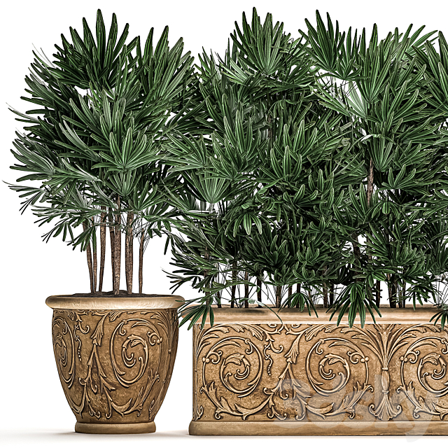 A collection of plants of lush exotic thickets in classic pots vases with monograms Palm rapis. Set 494. 3DS Max Model - thumbnail 2