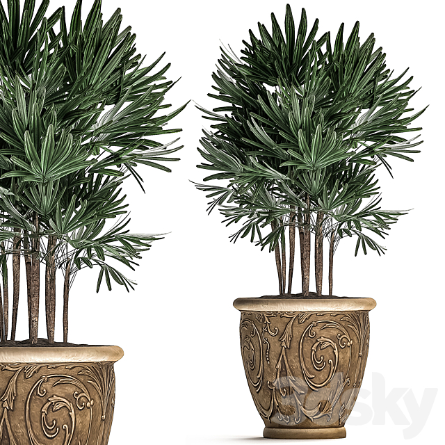 A collection of plants of lush exotic thickets in classic pots vases with monograms Palm rapis. Set 494. 3DS Max Model - thumbnail 4