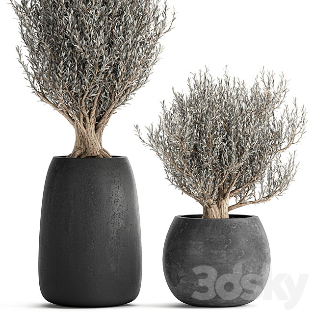 A collection of small beautiful ornamental Olive trees in black outdoor pots. Set 809. 3DS Max Model - thumbnail 2