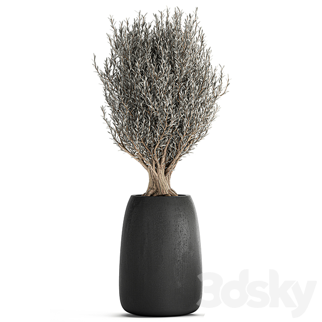 A collection of small beautiful ornamental Olive trees in black outdoor pots. Set 809. 3DS Max Model - thumbnail 3