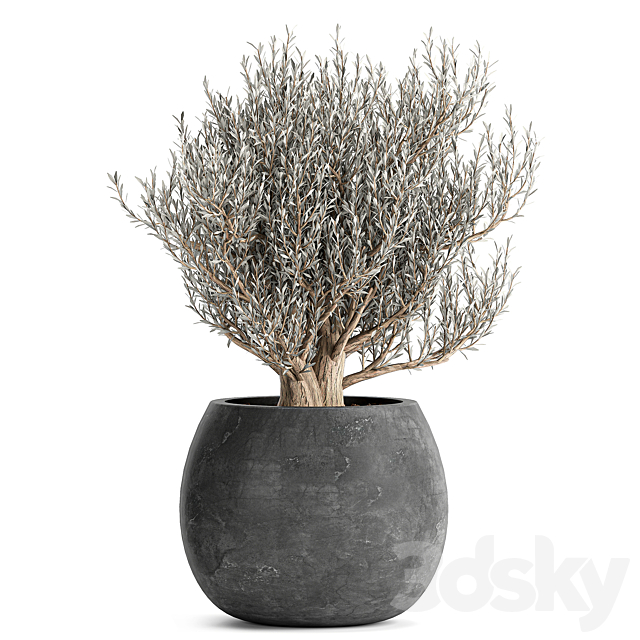 A collection of small beautiful ornamental Olive trees in black outdoor pots. Set 809. 3DS Max Model - thumbnail 4