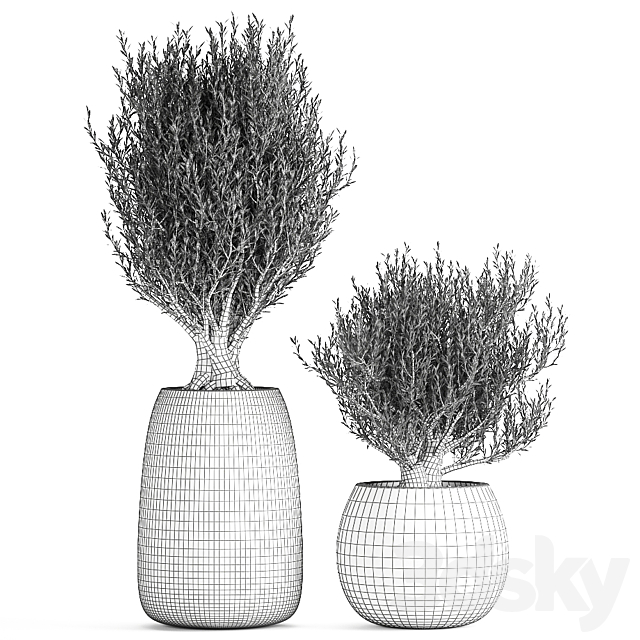 A collection of small beautiful ornamental Olive trees in black outdoor pots. Set 809. 3DS Max Model - thumbnail 5