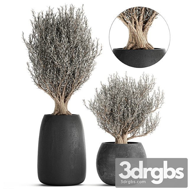 A collection of small beautiful ornamental olive trees in black outdoor pots. set 809. - thumbnail 1