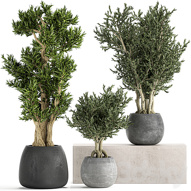 A collection of small ornamental olive trees in outdoor pots and pots made of concrete. Set 805 3ds Max - thumbnail 1