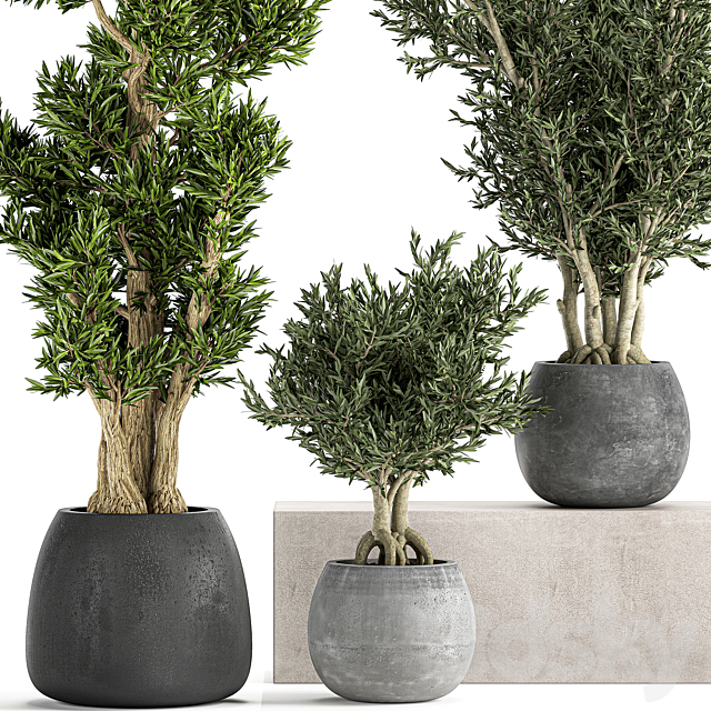 A collection of small ornamental olive trees in outdoor pots and pots made of concrete. Set 805 3ds Max - thumbnail 2