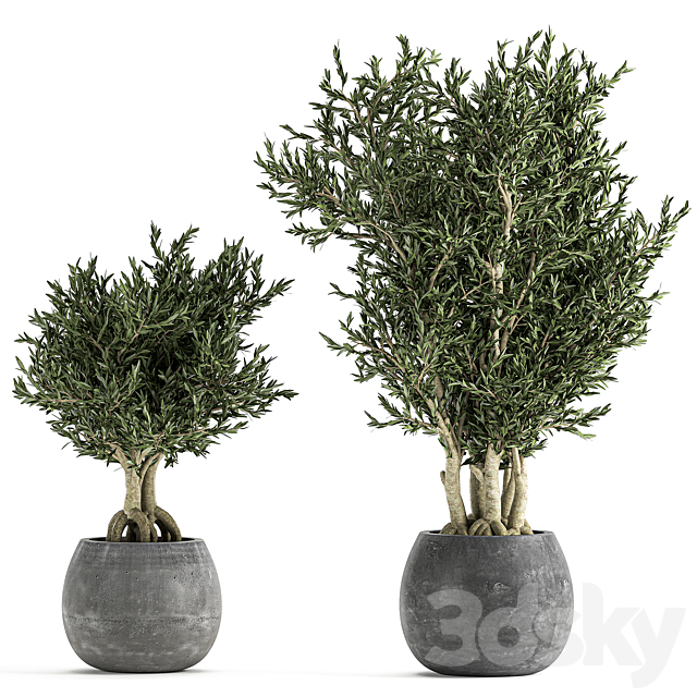 A collection of small ornamental olive trees in outdoor pots and pots made of concrete. Set 805 3ds Max - thumbnail 3