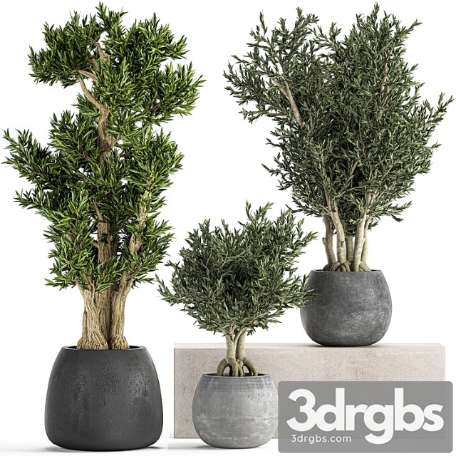 A collection of small ornamental olive trees in outdoor pots and pots made of concrete. set 805 - thumbnail 1