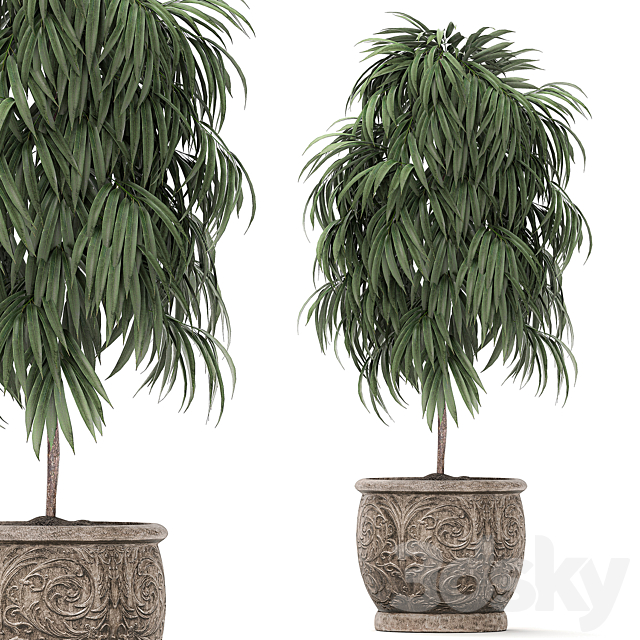 A collection of small ornamental trees for the garden in classic outdoor pots with Ficus ali. Oleander. Topiary. Set 491. 3DSMax File - thumbnail 2