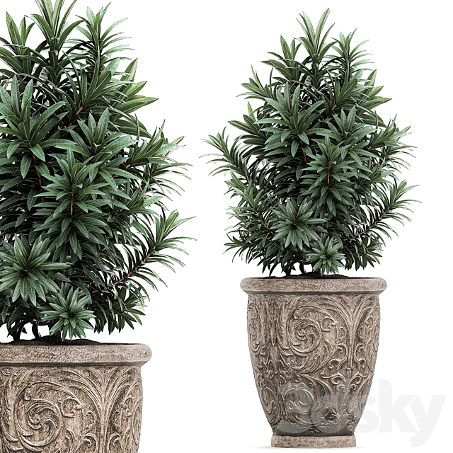 A collection of small ornamental trees for the garden in classic outdoor pots with Ficus ali. Oleander. Topiary. Set 491. 3DSMax File - thumbnail 3