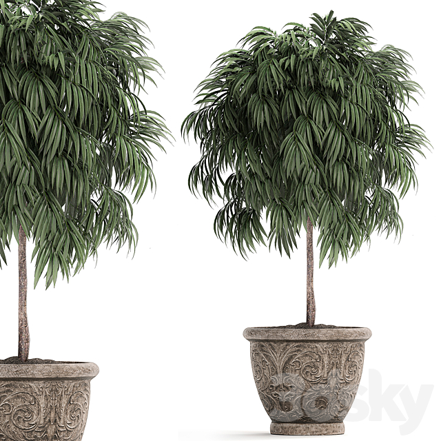 A collection of small ornamental trees for the garden in classic outdoor pots with Ficus ali. Oleander. Topiary. Set 491. 3DSMax File - thumbnail 4