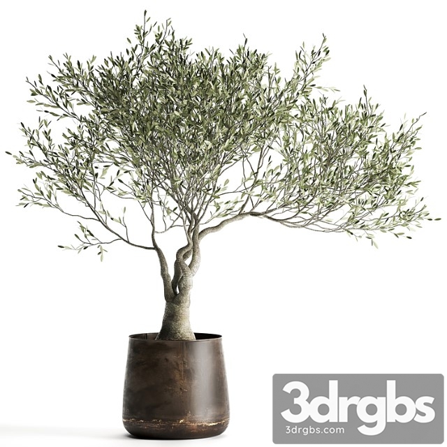 A small olive tree in a rusty metal pot and flowerpot. 969. - thumbnail 1