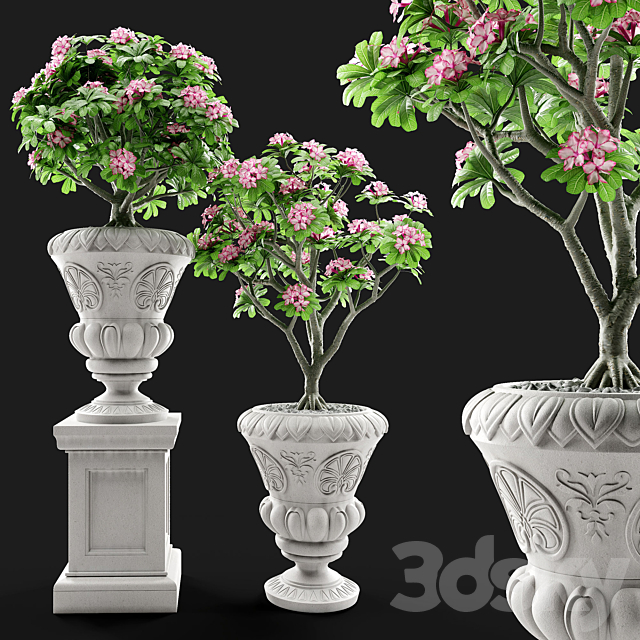 Adenium Desert rose in classic vase. 3DSMax File - thumbnail 1